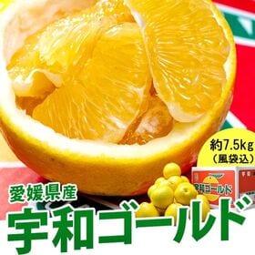 【約7.5kg/S〜2Lサイズ】愛媛県産 宇和ゴールド | 和製グレープフルーツとも呼ばれる夏の柑橘